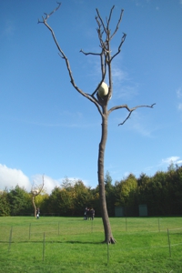 Exposition Penone - Versailles 2013